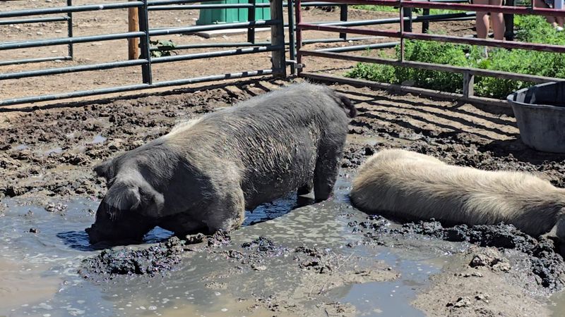 Pigs With Pasts: Meet the Hogs Who Found a Safe Place Pigs With Pasts: Meet the Hogs Who Found a Safe Place