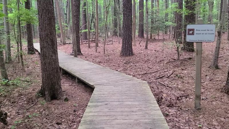 Pine Forest Trails That Quiet the Mind