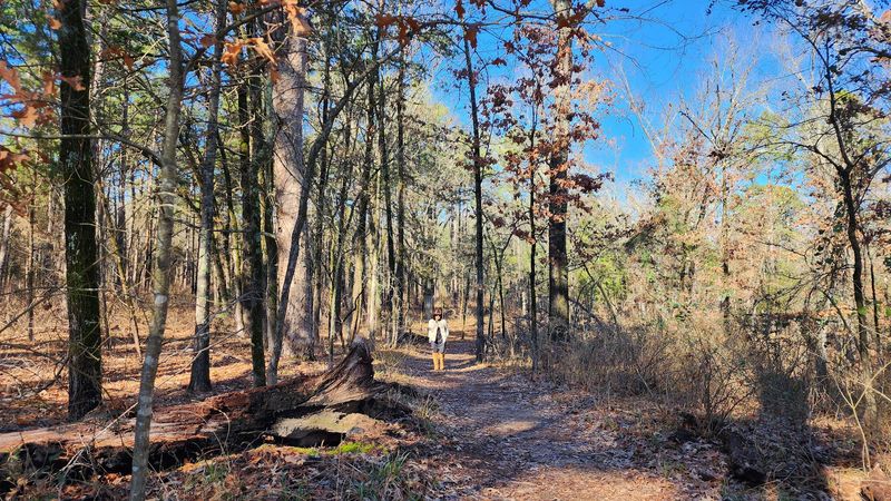 Pine Forests So Dense They Block Out the Afternoon Sun