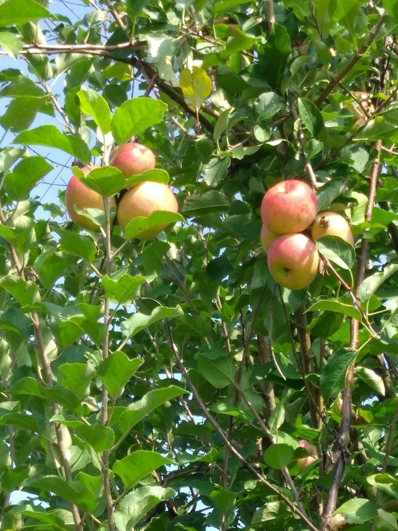 Plan A Trip During Apple Season Plan A Trip During Apple Season