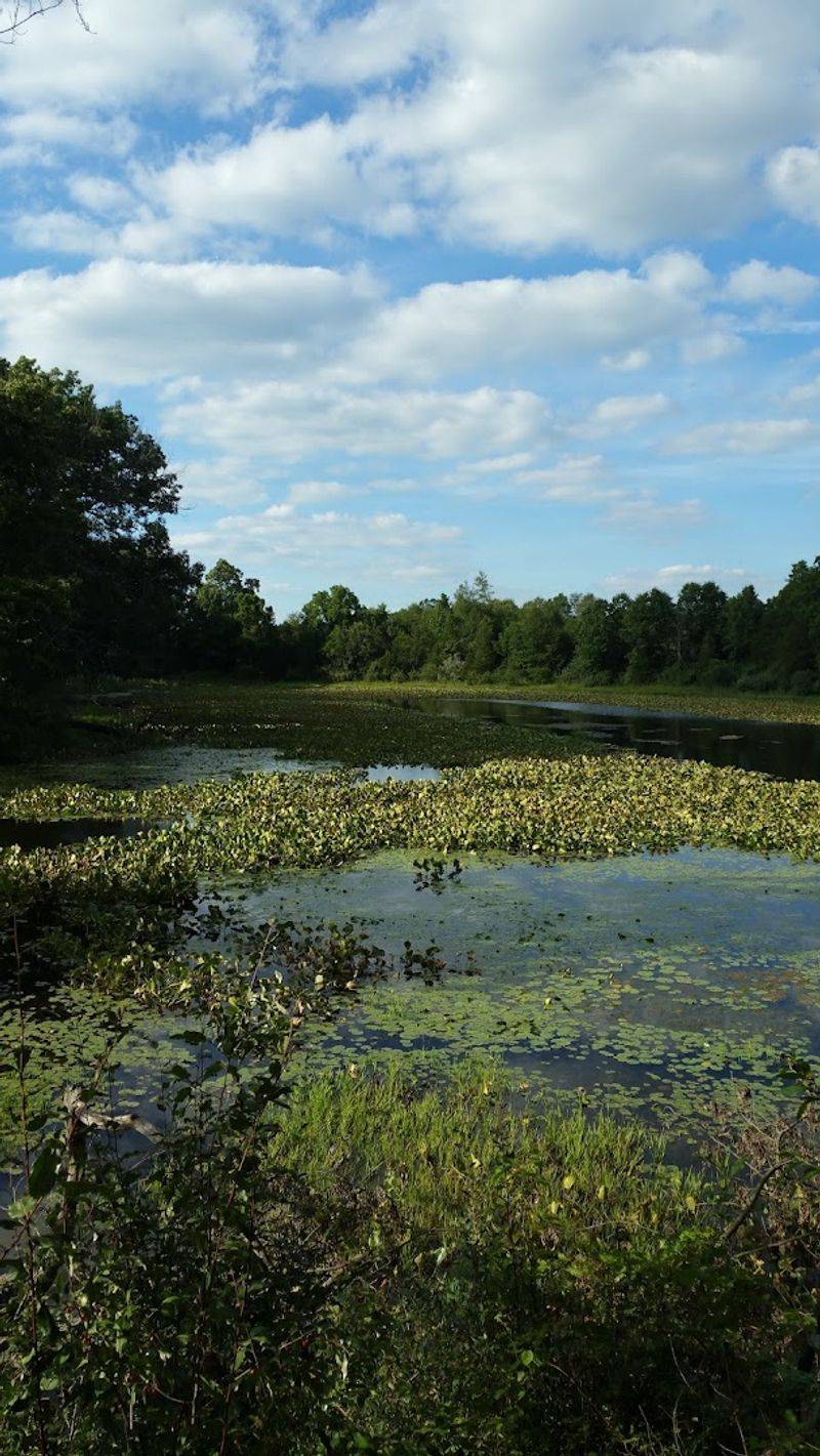 Most Locals Have No Clue This Remote Indiana Boardwalk Hides An Epic ...