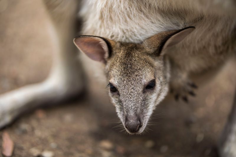 Plan Extra Time For Baby Kangaroo Cuddles Plan Extra Time For Baby Kangaroo Cuddles