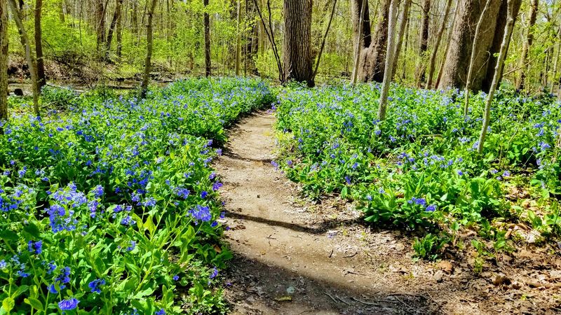 Plan a Spring Visit for Wildflower Season Along the Trail