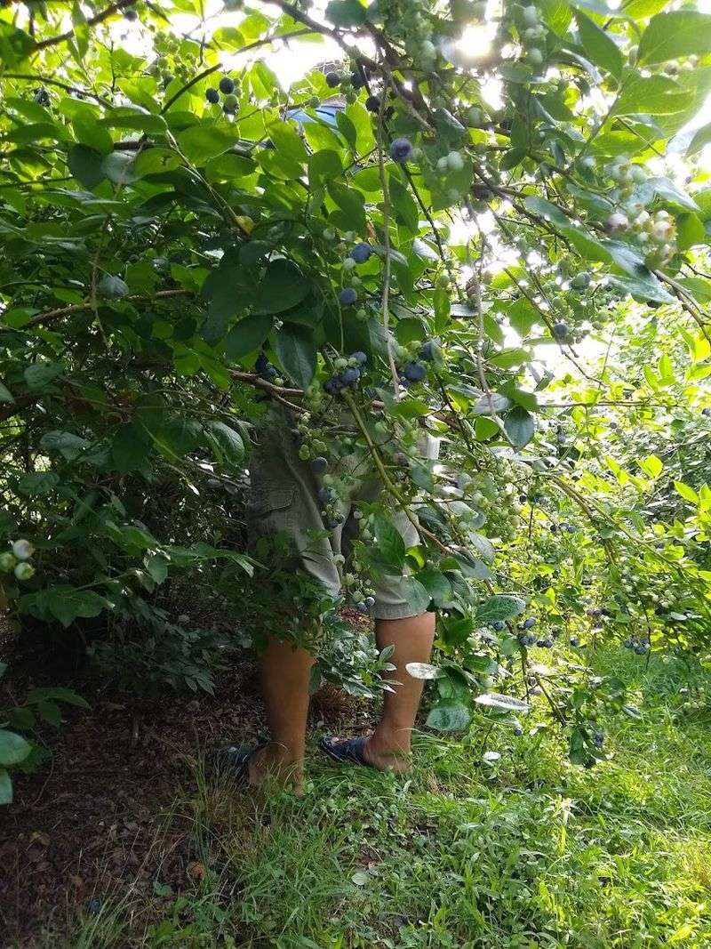 Plan a Visit to a Farm With Over 75 Years of History