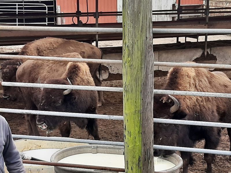 Planning Your Visit to Readington River Buffalo Farm