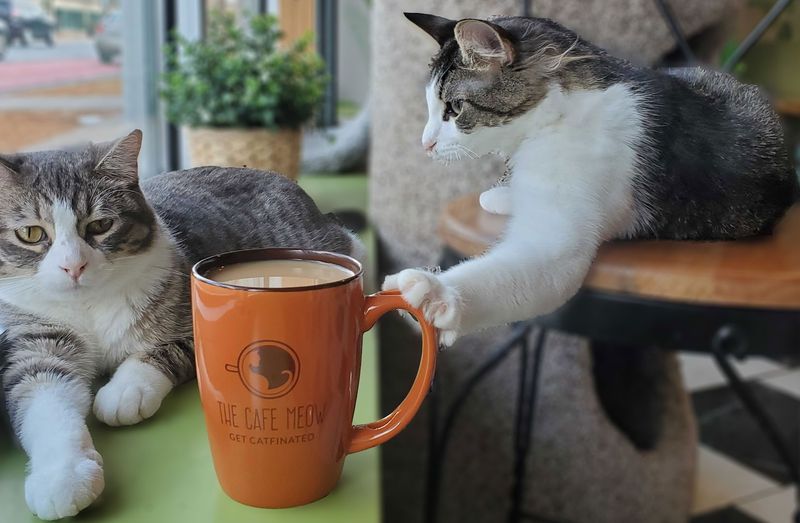Planning Your Visit to The Cafe Meow