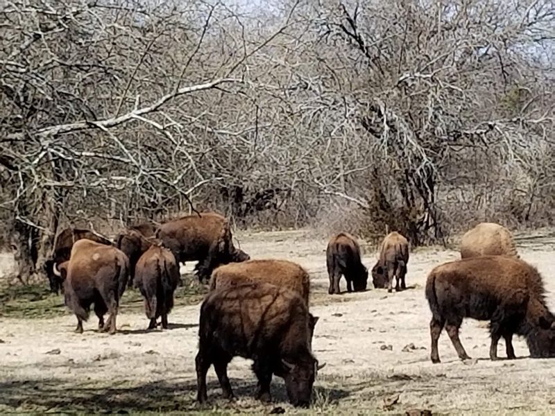 Planning Your Visit to the Bison Pasture Viewpoint