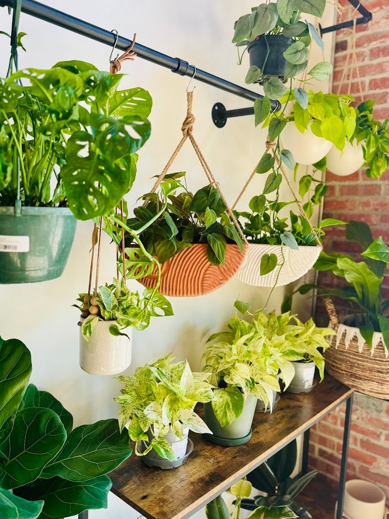 Plant Care Services and Hands-On Classes