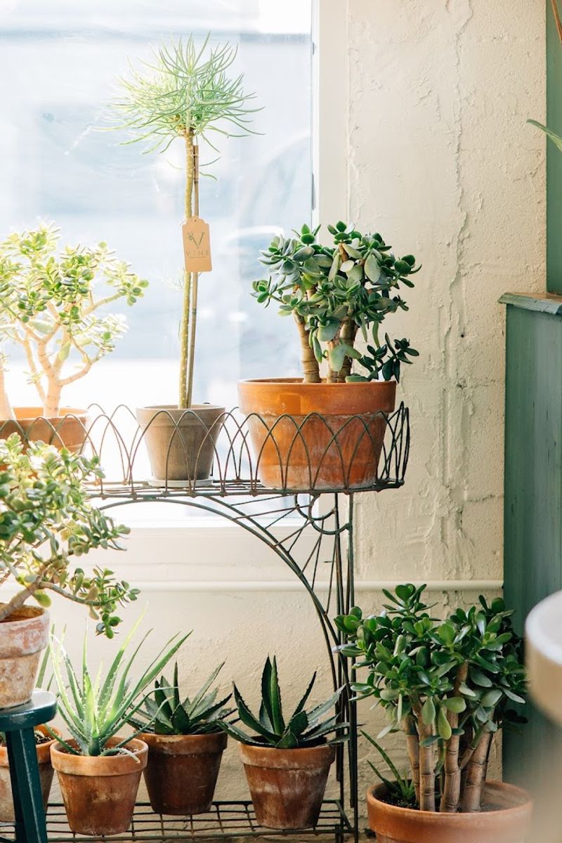 Plants and Flowers That Steal the Show