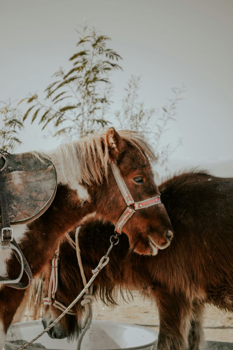 Pony Rides and First-Time Horse Experiences for Young Riders