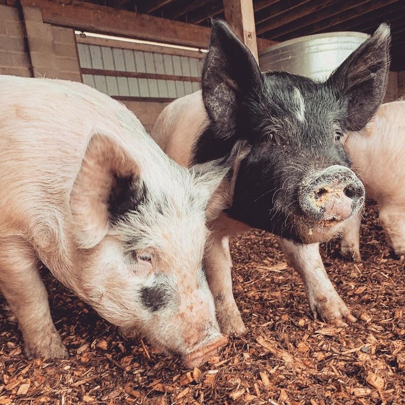 Pork Raised Without Antibiotics or Additives Pork Raised Without Antibiotics or Additives