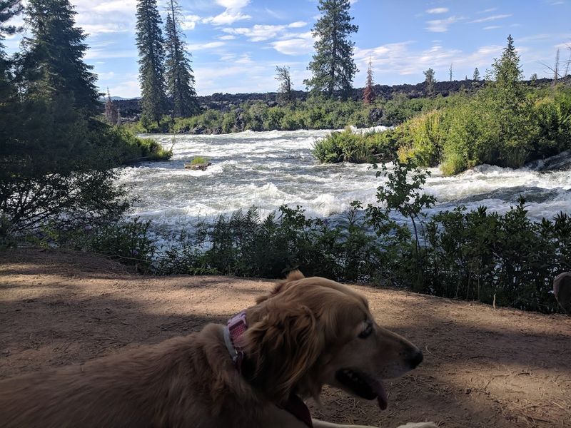 Practical Tips: Parking Passes, Leashes, and Road Prep