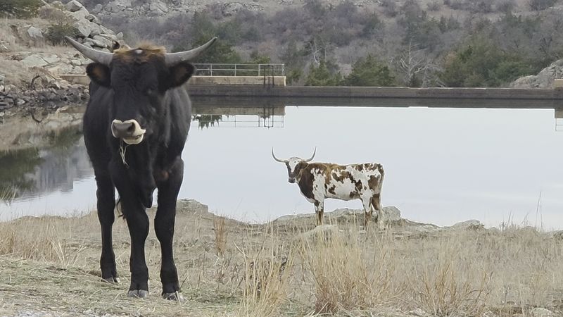 Prairie Dogs, Longhorns, and Other Surprising Wildlife