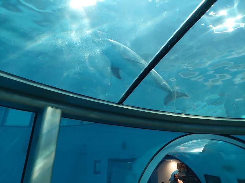 Private Events and Weddings Beneath the Dolphin Tanks Private Events and Weddings Beneath the Dolphin Tanks