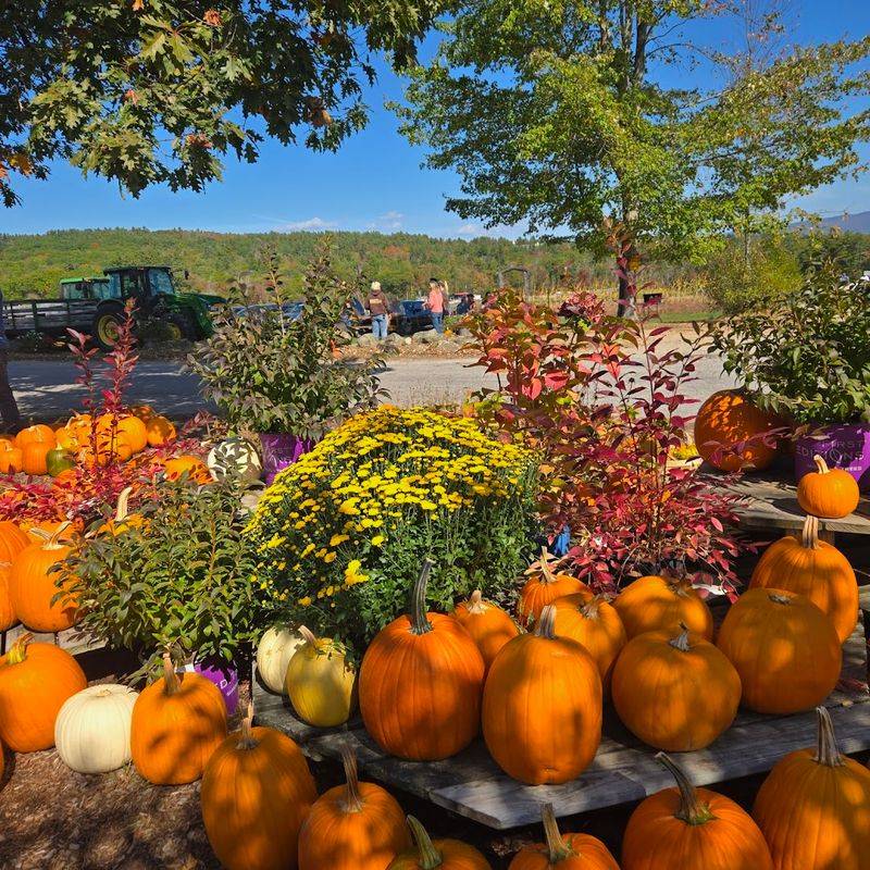Pumpkin Patch Paradise in the Fall Pumpkin Patch Paradise in the Fall