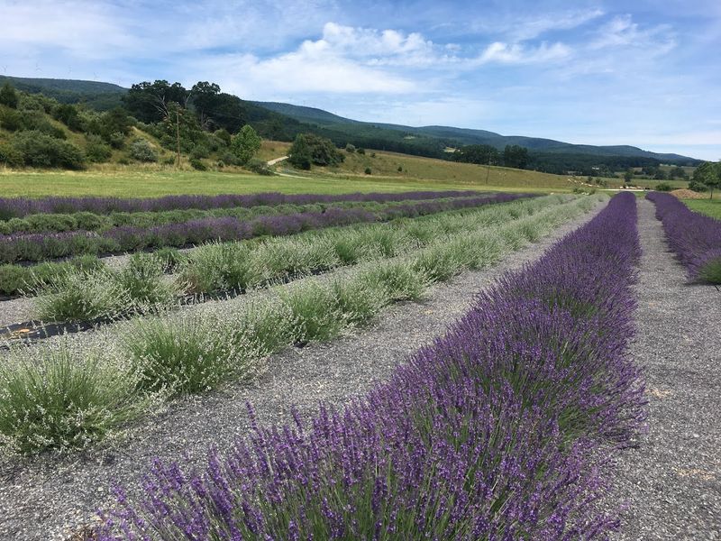 Purple Fields That Stretch Across the Hillside