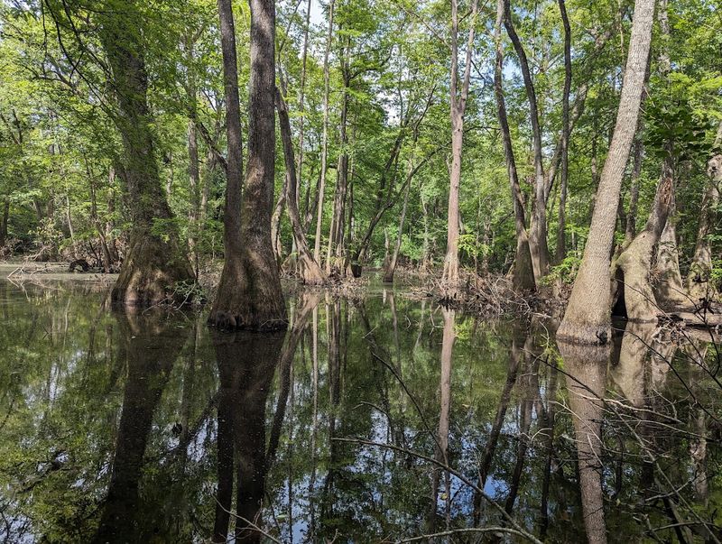 Ranger Programs That Bring The Park To Life