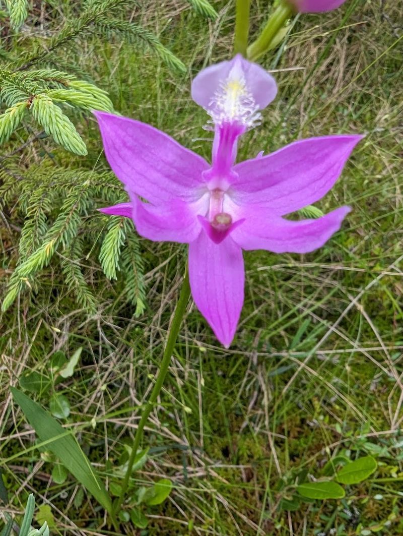 Rare Orchids and Wildflowers Hiding in Plain Sight Rare Orchids and Wildflowers Hiding in Plain Sight