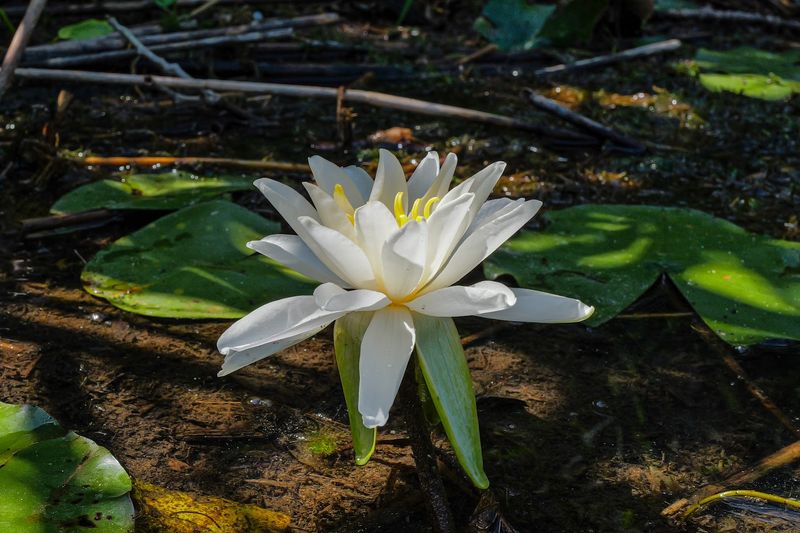 Rare Plants and Wildlife That Call the Shoreline Home