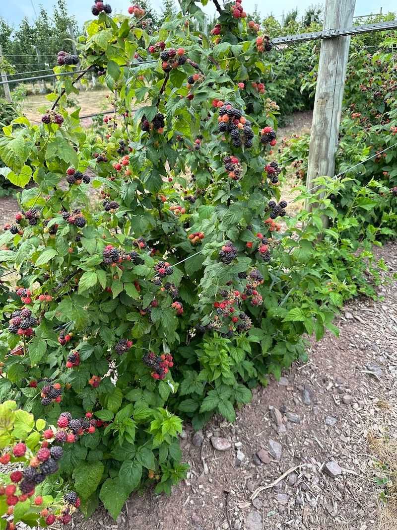 Raspberries, Blackberries, and More Raspberries, Blackberries, and More