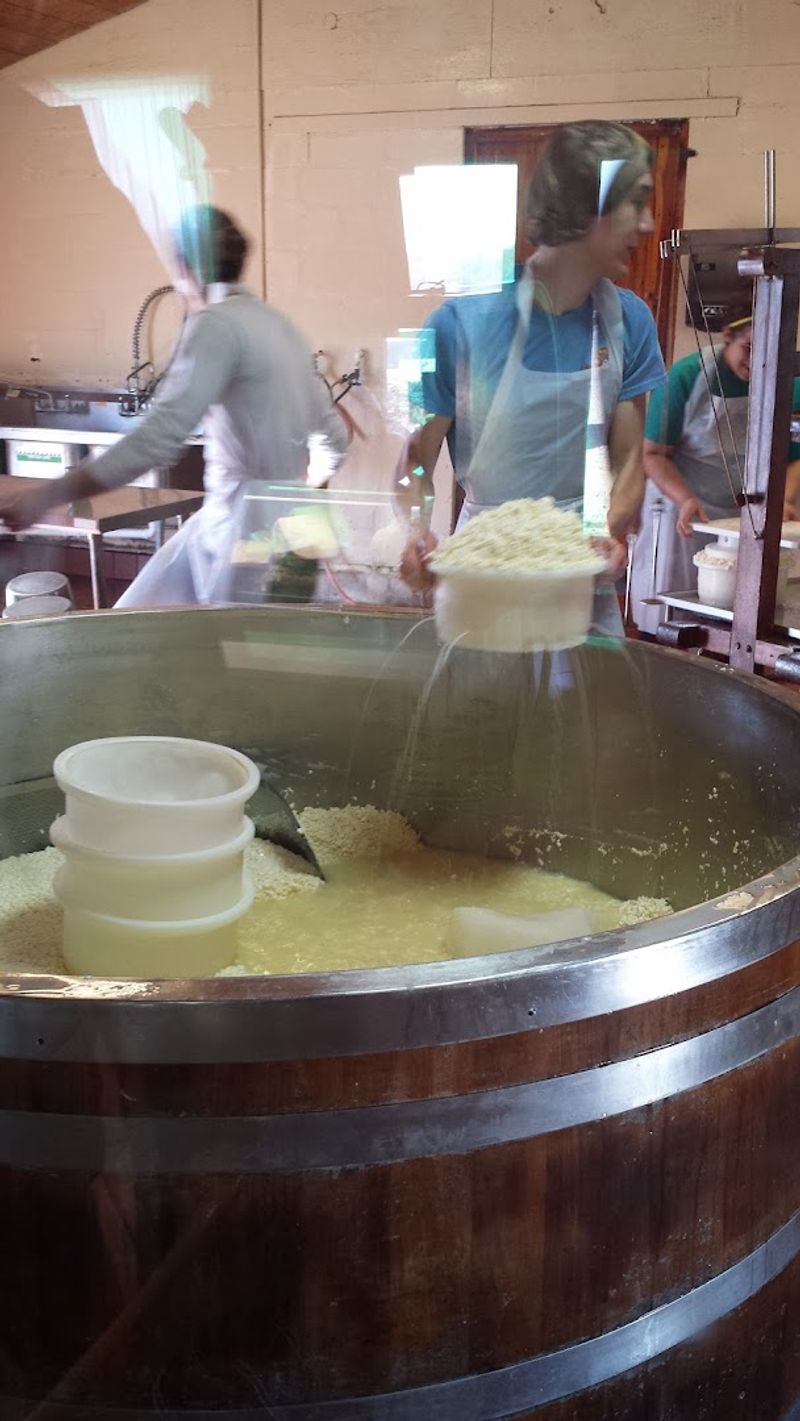 Raw Milk Cheesemaking Done the Old-Fashioned Way Raw Milk Cheesemaking Done the Old-Fashioned Way
