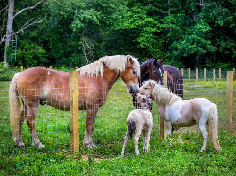 Rescued Animals That Steal Every Heart on the Property