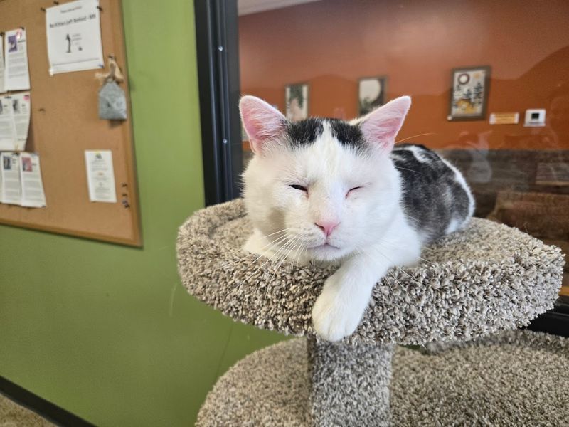 Rescued Cats With Real Personalities