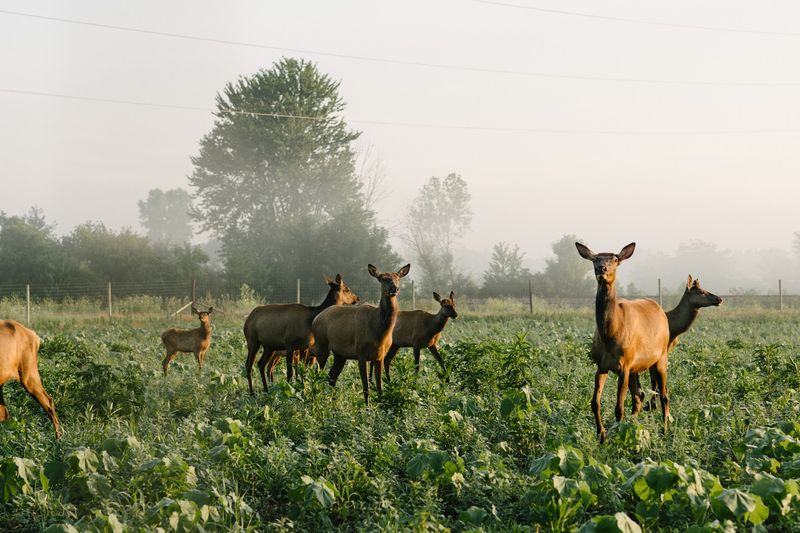 Restored Tallgrass Prairie and Ancient Sand Dune Ecosystems