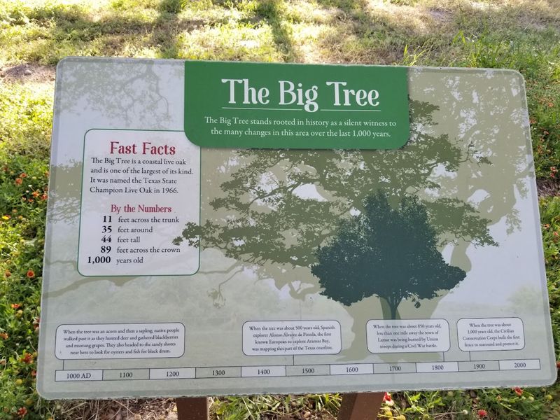 Ripley's Believe It or Not and the Tree's Unlikely Fame
