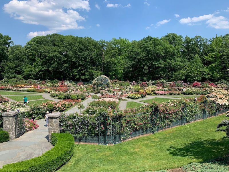 Rose Garden Mood, Whether Or Not You Care About Roses Rose Garden Mood, Whether Or Not You Care About Roses