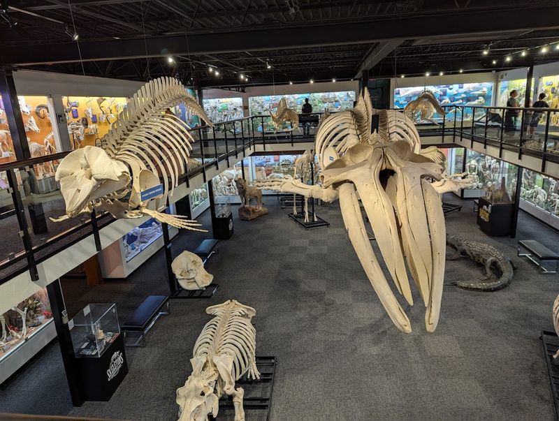 SKELETONS: Museum of Osteology, Oklahoma City, Oklahoma