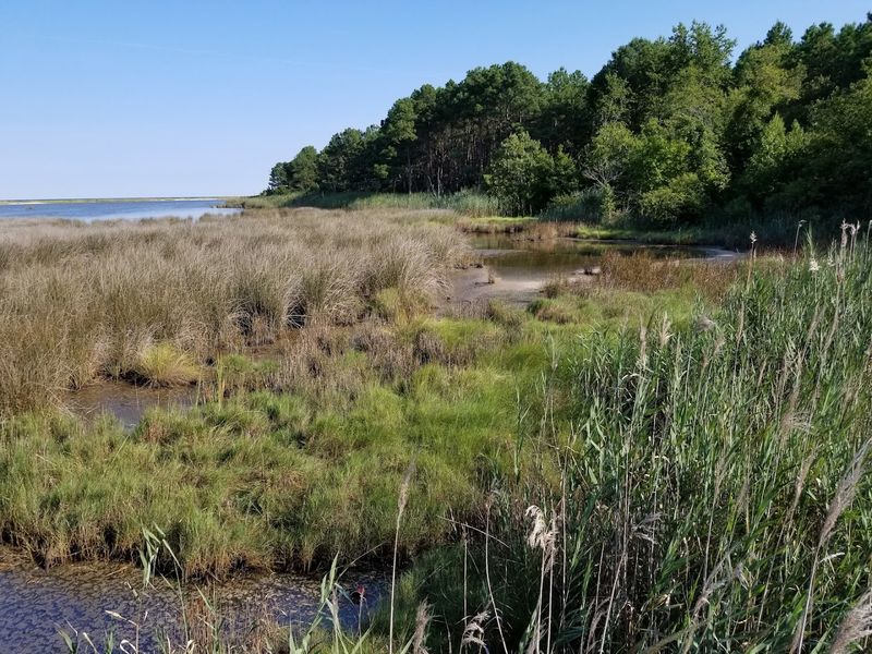 Salt Marshes That Steal the Show