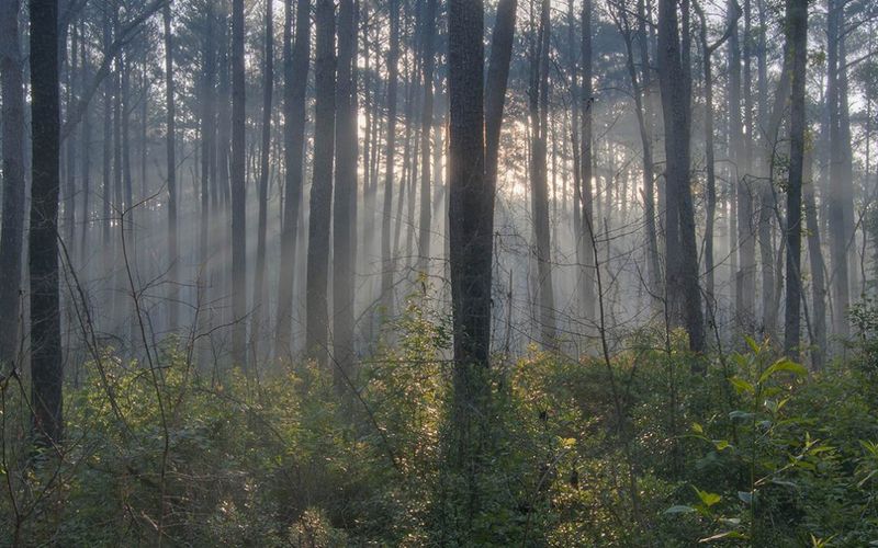 Sam Houston National Forest