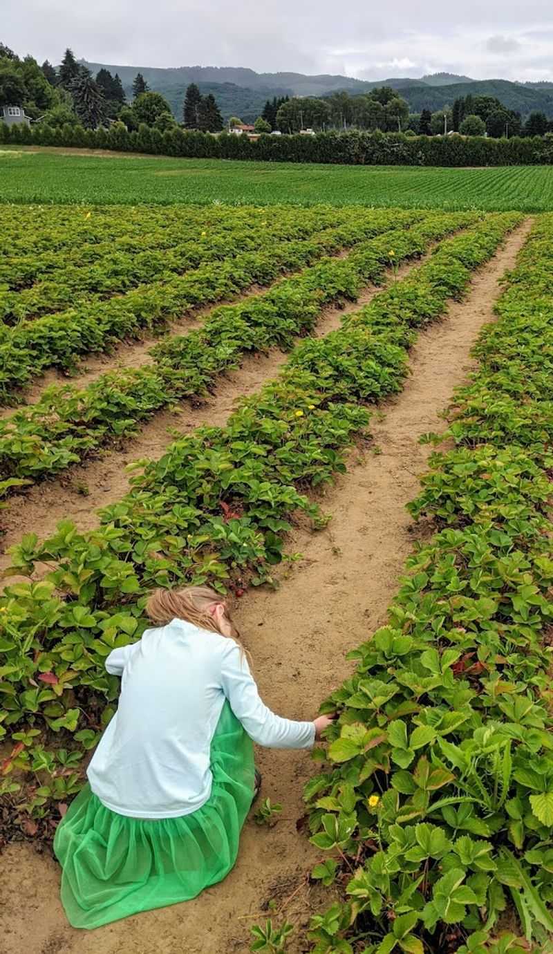 Sauvie Island Farms, Portland Area, Oregon