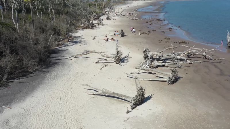 Sea Turtles, Birds, and the Quiet Ecological Role of This Beach Sea Turtles, Birds, and the Quiet Ecological Role of This Beach