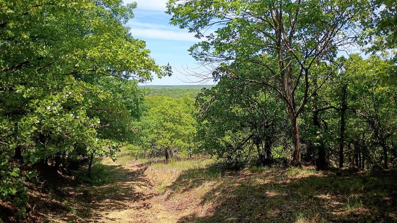 Seasonal Changes Transform the Forest Throughout the Year Seasonal Changes Transform the Forest Throughout the Year
