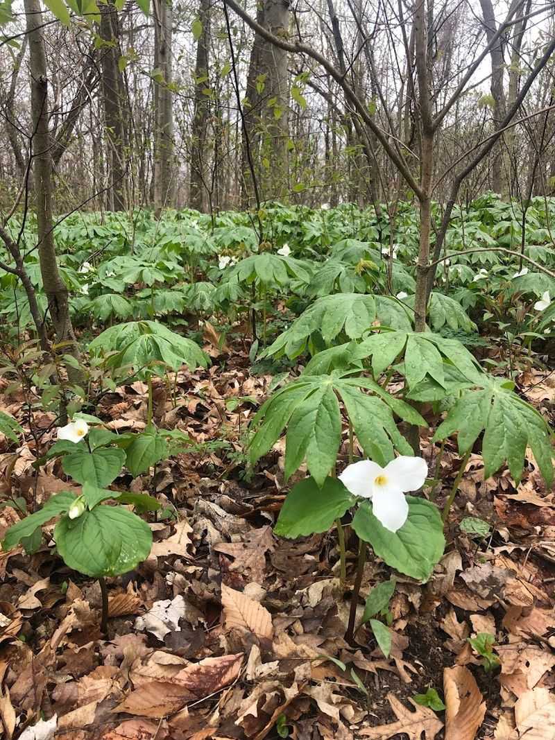 Seasonal Events Like Trillium Fest and National Bison Day