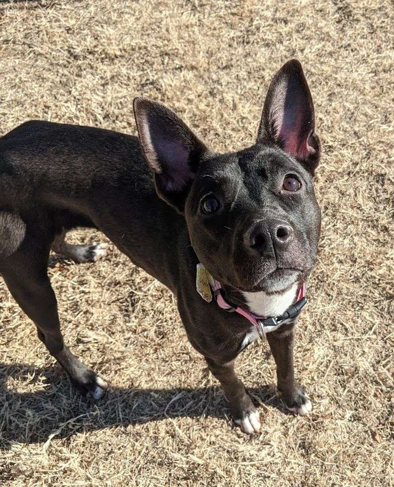 Second Chance Animal Sanctuary, Norman