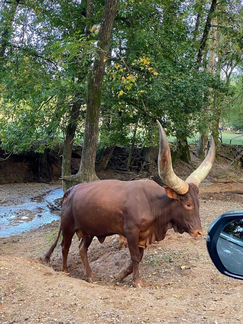 Seeing Animals Without The Usual Barrier