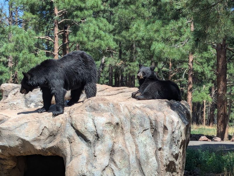 Seeing Bears From Your Own Car Is Wild