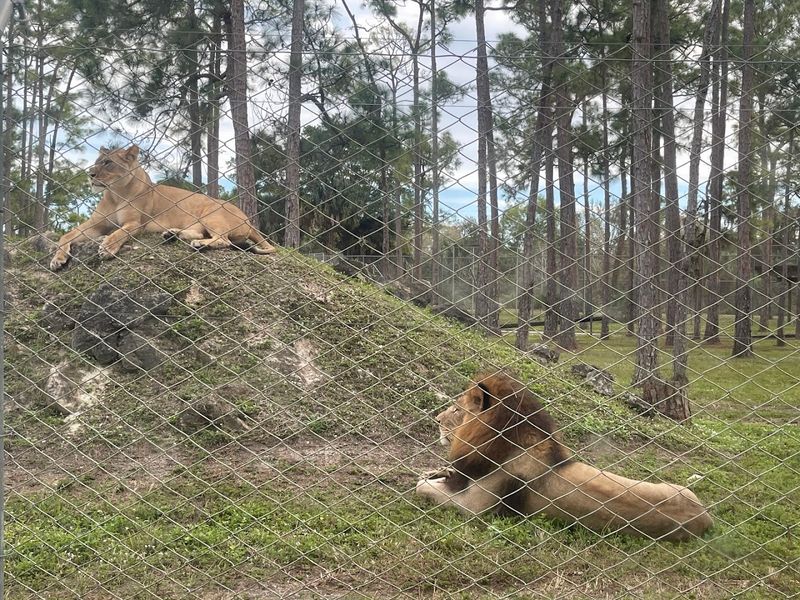 Seeing Lions From Your Car