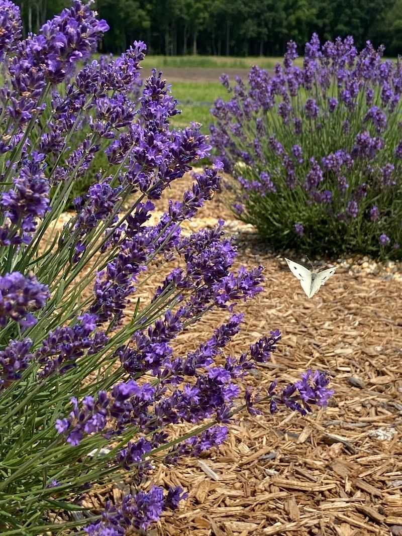 Seven Lavender Varieties That Will Blow Your Mind