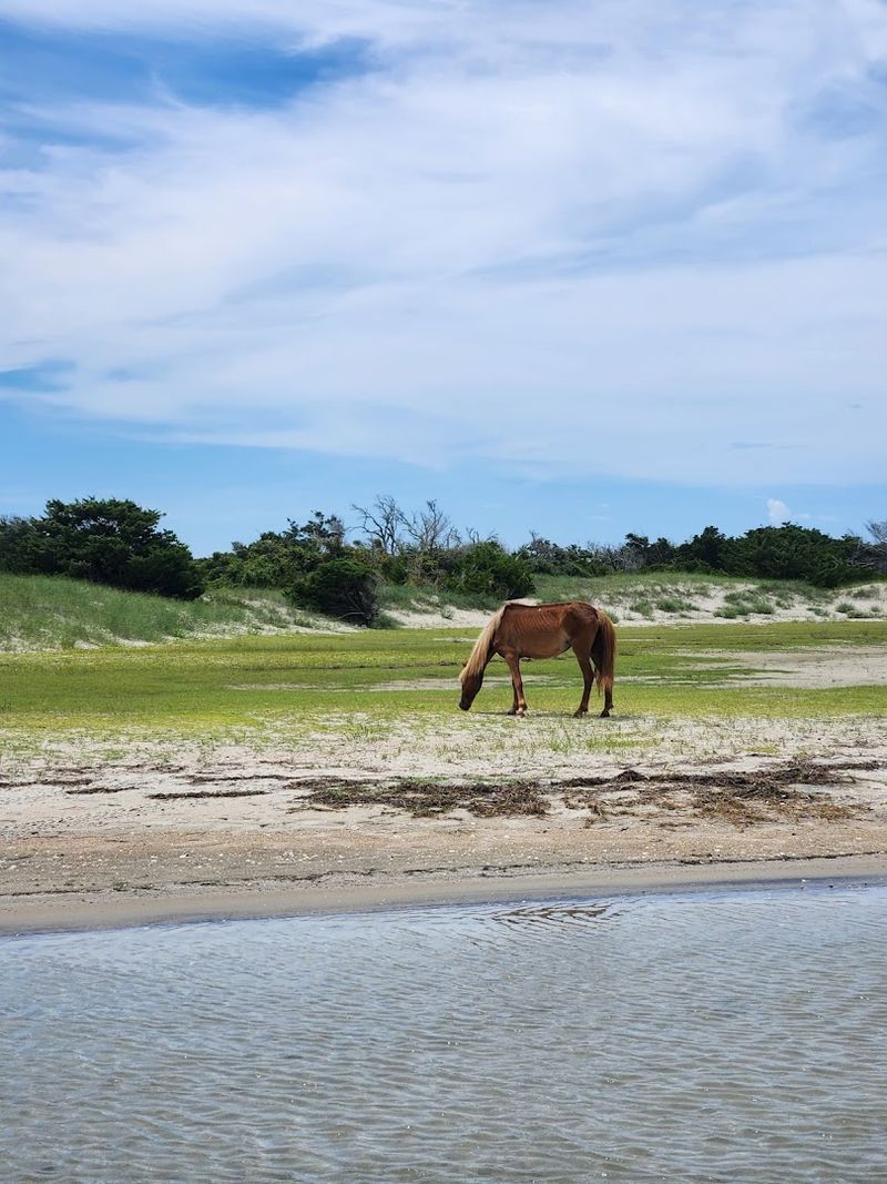 Shackleford Banks and the Feral Banker Horses