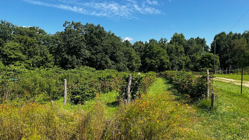 Shady Oaks Blueberry Farm Shady Oaks Blueberry Farm