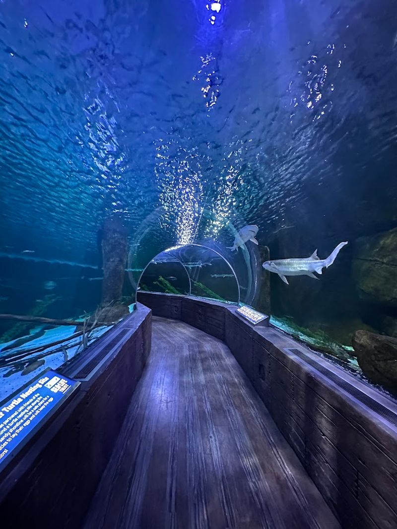 Sharks Living Right Above Your Head