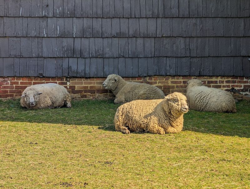 Sheep Shearing and the Art of Working with Wool