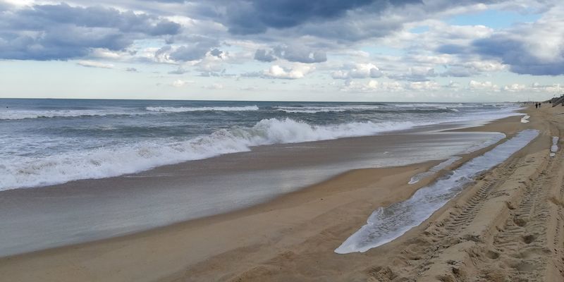 Shell Collecting and Shoreline Wandering Done Right