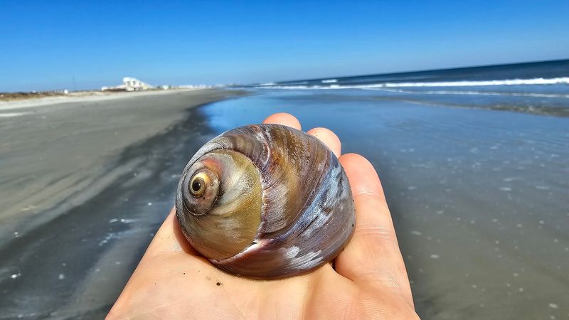 Shell Hunting on Sand That Has Not Been Picked Over