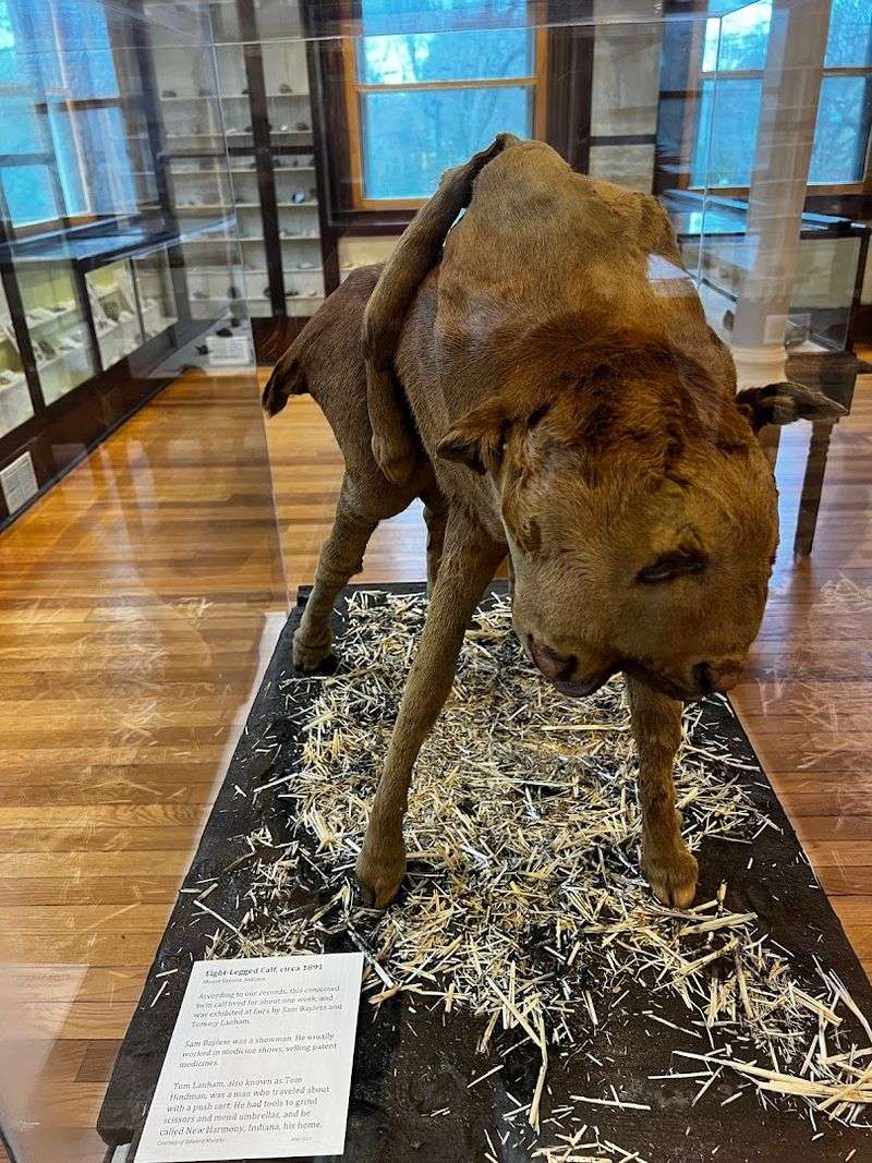 Skip Nothing, the Museum Upstairs Is Free