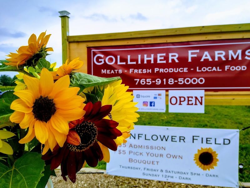 Skip The Ordinary And See Rare Sunflower Varieties